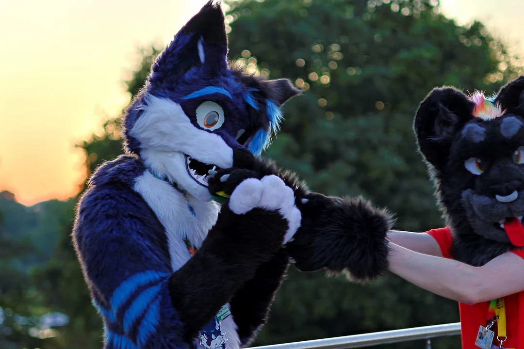 Photo of the same arctic fox fursuiter, now trying to eat my paws while I look at the camera in horror